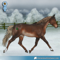 Horse Color:Liver Chestnut 