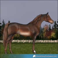 Horse Color:Liver Chestnut 