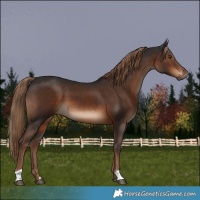 Horse Color:Liver Chestnut
