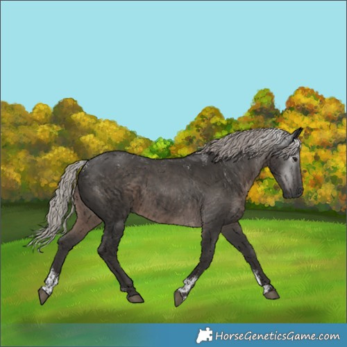 Horse Color:Powder White Gray Silver Black