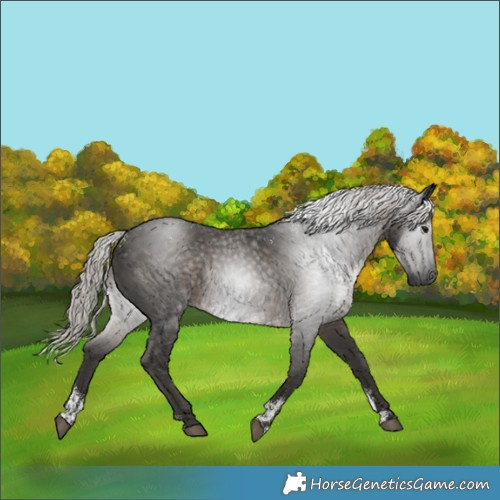 Horse Color:Powder White Gray Silver Black 