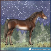 Horse Color:Liver Chestnut Rabicano 