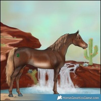 Horse Color:Liver Chestnut Rabicano 