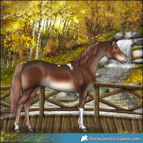Horse Color:Liver Chestnut Tobiano Rabicano 