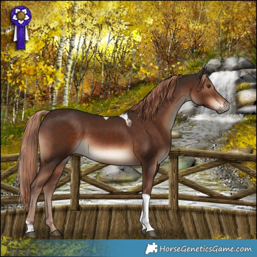 Horse Color:Liver Chestnut Tobiano Rabicano 