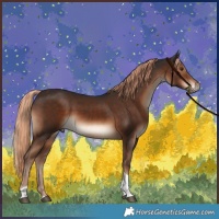 Horse Color:Liver Chestnut Tobiano Rabicano 