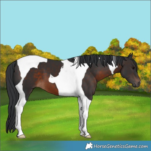 Horse Color:Brown Tobiano 