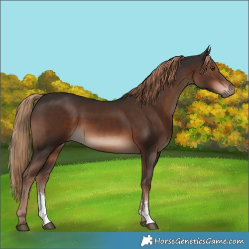 Horse Color:Liver Chestnut Sabino