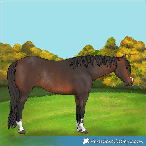 Horse Color:Brown Rabicano 