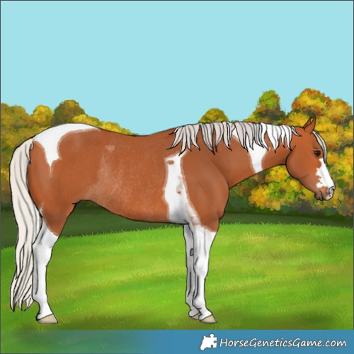 Horse Color:Silver Bay Tobiano Rabicano 