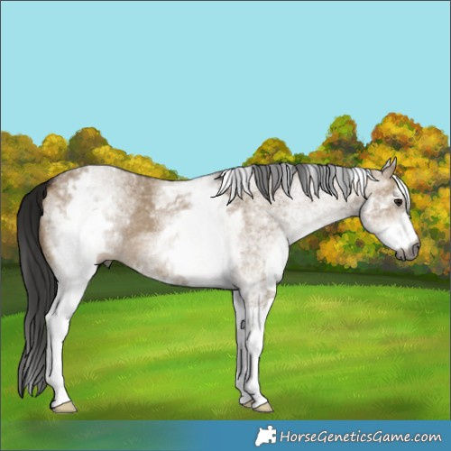 Horse Color:Gray White Spotted Bay Dun 