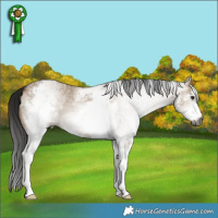 Horse Color:Gray White Spotted Bay Dun 
