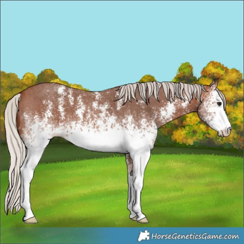 Horse Color:White Spotted Silver Brown Sabino 