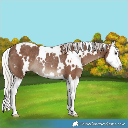 Horse Color:White Spotted Silver Black Splash Rabicano 