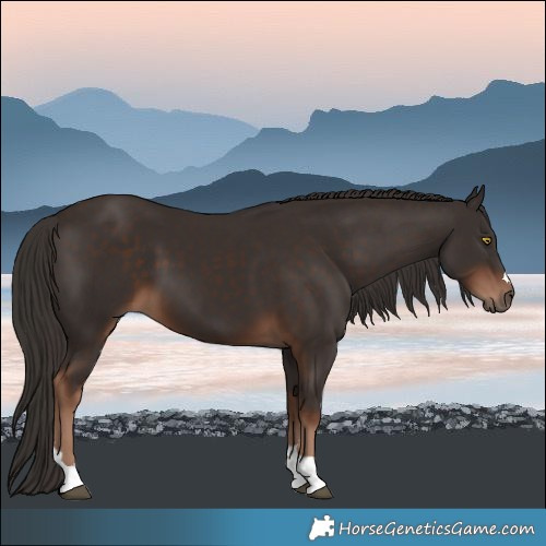 Horse Color:Liver Chestnut 
