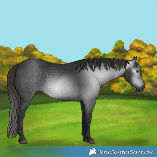 Horse Color:Gray White Spotted Liver Chestnut 