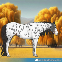 Horse Color:Liver Chestnut Sabino Tobiano Near Leopard 