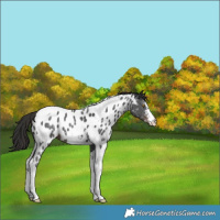 Horse Color:Liver Chestnut Sabino Tobiano Near Leopard 