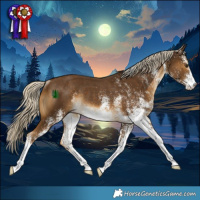 Horse Color:White Spotted Chocolate Palomino Rabicano