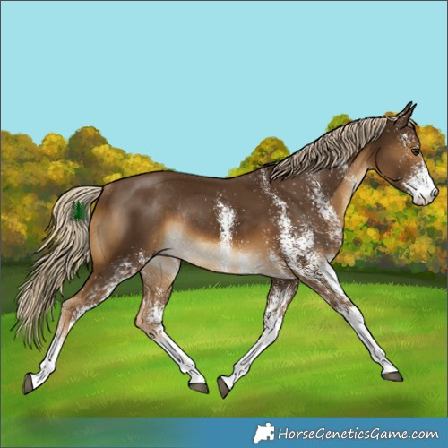 Horse Color:White Spotted Chocolate Palomino Rabicano 