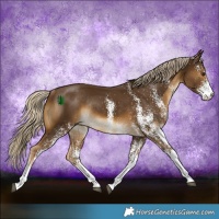 Horse Color:White Spotted Chocolate Palomino Rabicano