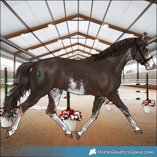 Horse Color:White Spotted Liver Chestnut Rabicano