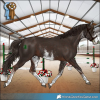 Horse Color:White Spotted Liver Chestnut Rabicano 
