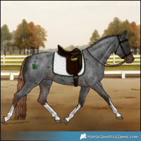 Horse Color:White Spotted Liver Red Roan Rabicano