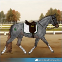 Horse Color:White Spotted Liver Red Roan Rabicano 