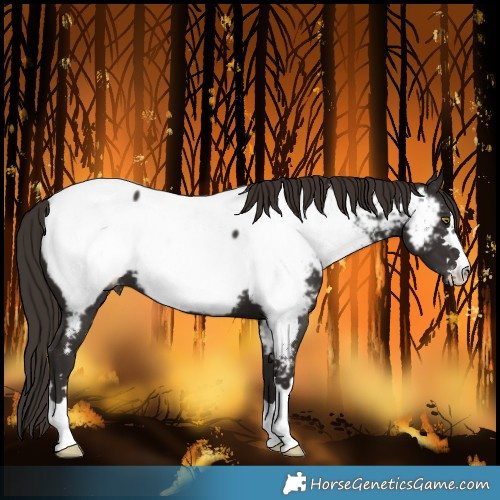Horse Color:Liver Chestnut Near Fewspot 