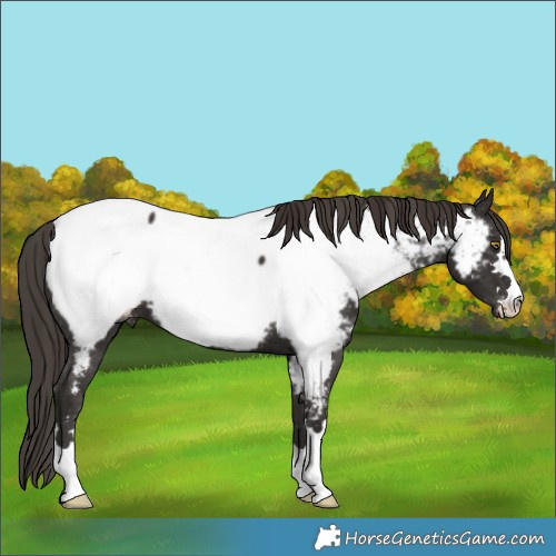 Horse Color:Liver Chestnut Near Fewspot 