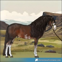Horse Color:White Spotted Liver Chestnut 