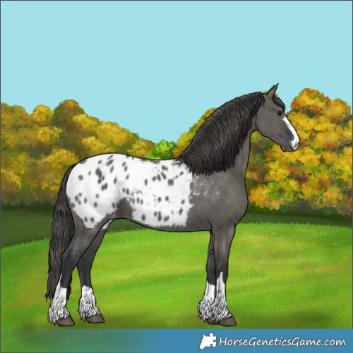 Horse Color:Grullo Appaloosa