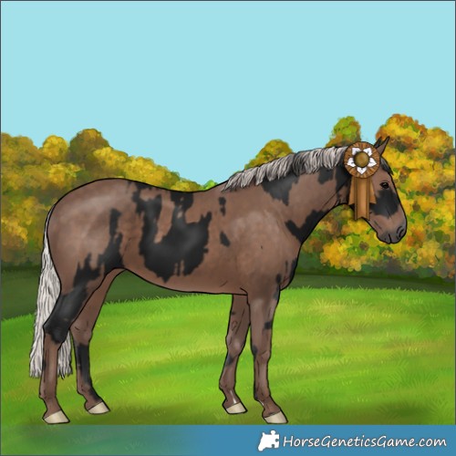 Horse Color:Gray Black  and Silver Black 