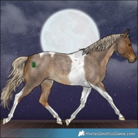 Horse Color:Chocolate Palomino Roan Tobiano