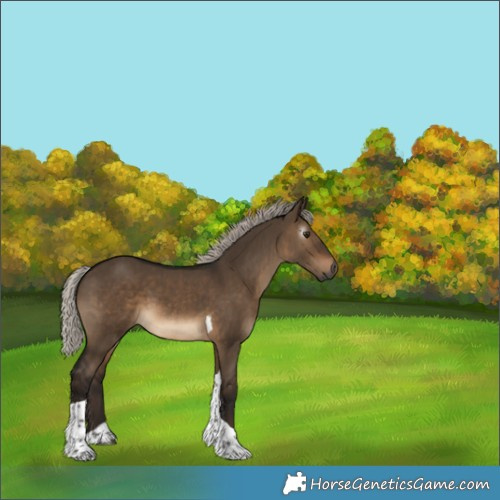 Horse Color:Gray Silver Bay Dun Tobiano 