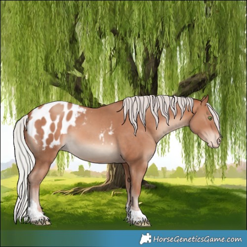 Horse Color:Silver Amber Champagne Tobiano Appaloosa 