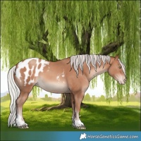 Horse Color:Silver Amber Champagne Tobiano Appaloosa 