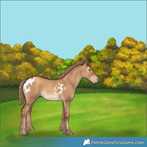 Horse Color:Gray Gold Champagne Dun Skewed Appaloosa 