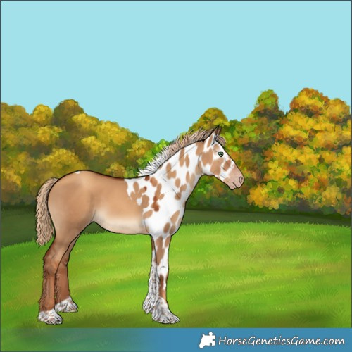 Horse Color:Gray Gold Champagne Dun Tobiano Skewed Appaloosa