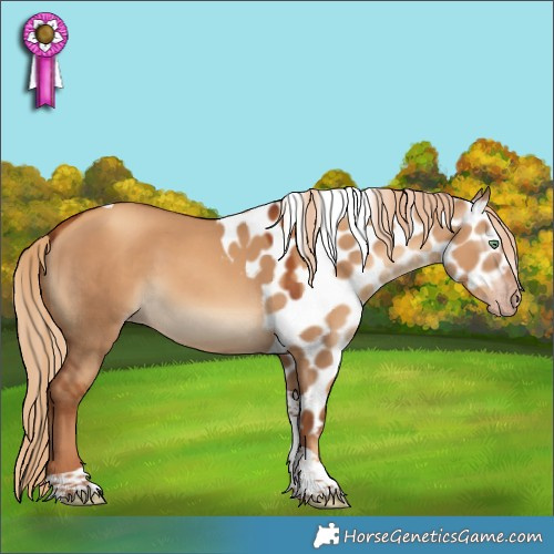 Horse Color:Gray Gold Champagne Dun Tobiano Skewed Appaloosa 