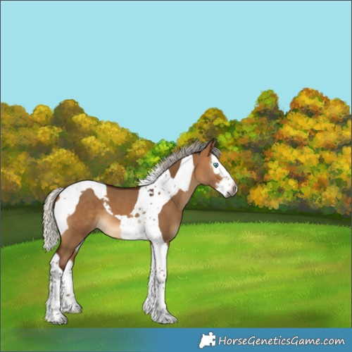 Horse Color:Gray Silver Bay Dun Splash Tobiano Appaloosa 