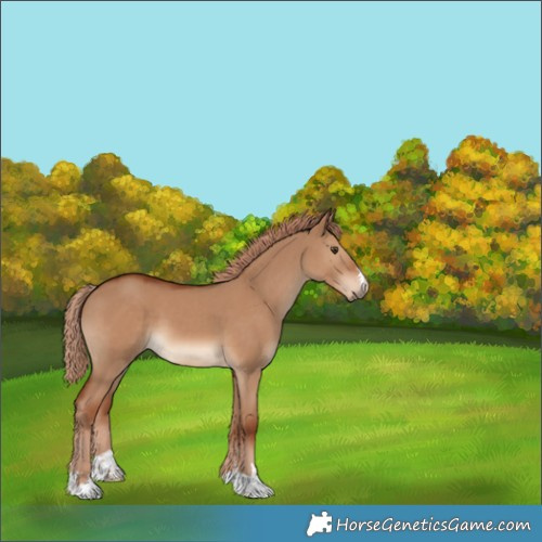 Horse Color:Red Dun 