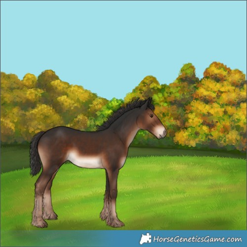 Horse Color:Liver Chestnut 