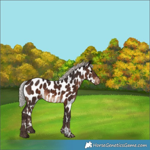 Horse Color:Silver Brown Appaloosa 