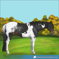 Horse Color:Liver Chestnut Tobiano Varnish 