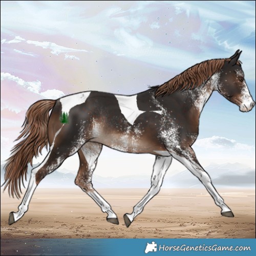 Horse Color:White Spotted Liver Chestnut Tobiano Rabicano