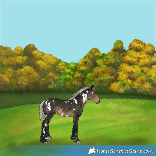 Horse Color:Gray White Spotted Silver Smoky Black 
