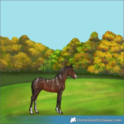 Horse Color:Powder White Liver Chestnut 