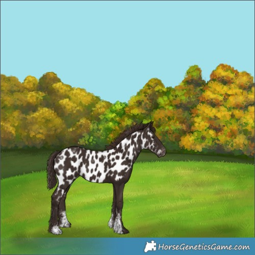 Horse Color:Powder White Liver Chestnut Appaloosa 